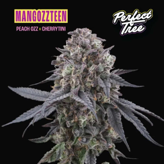 Mangozteen Cannabisblüte mit dichten, harzigen Buds und violett-grünen Blättern