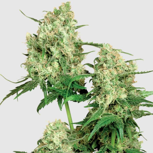 Maple Leaf Indica buschige Pflanze mit dichten, harzreichen Blüten an verzweigtem Hauptstamm