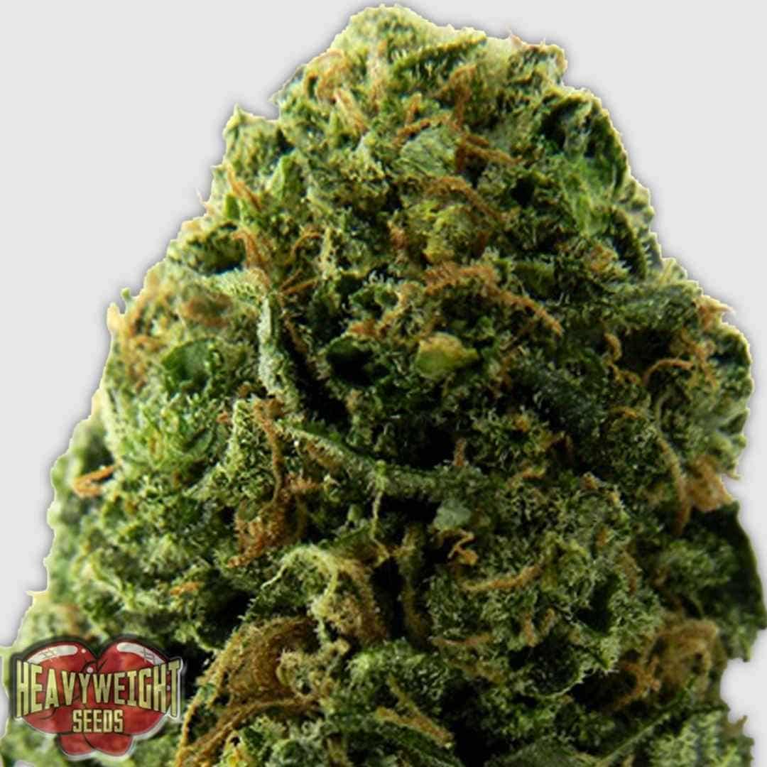 Massive Midget Auto Blüte kompakt und harzig mit dichten grünen Buds und orangefarbenen Härchen