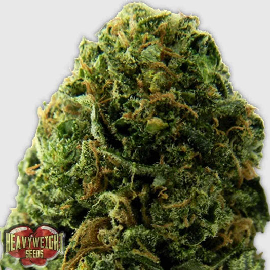 Massive Midget Auto Blüte kompakt und harzig mit dichten grünen Buds und orangefarbenen Härchen