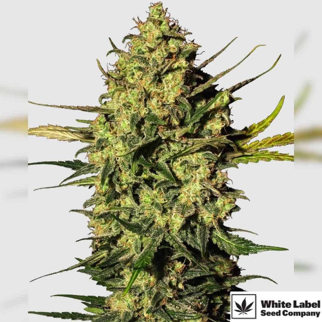 Master Kush Automatic Blüte mit dichten, harzigen Buds und kompaktem Indica-Wuchs