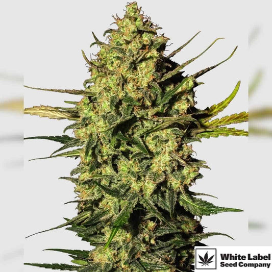 Master Kush Automatic Blüte mit dichten, harzigen Buds und kompaktem Indica-Wuchs