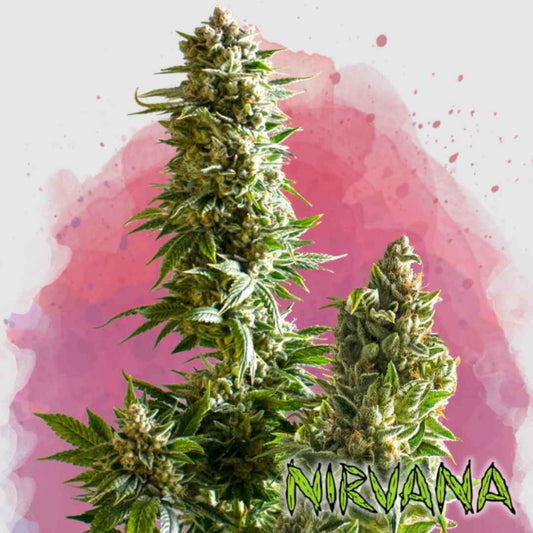 Master Kush Pflanze mit dichten, harzigen Buds und kräftigen grünen Blättern