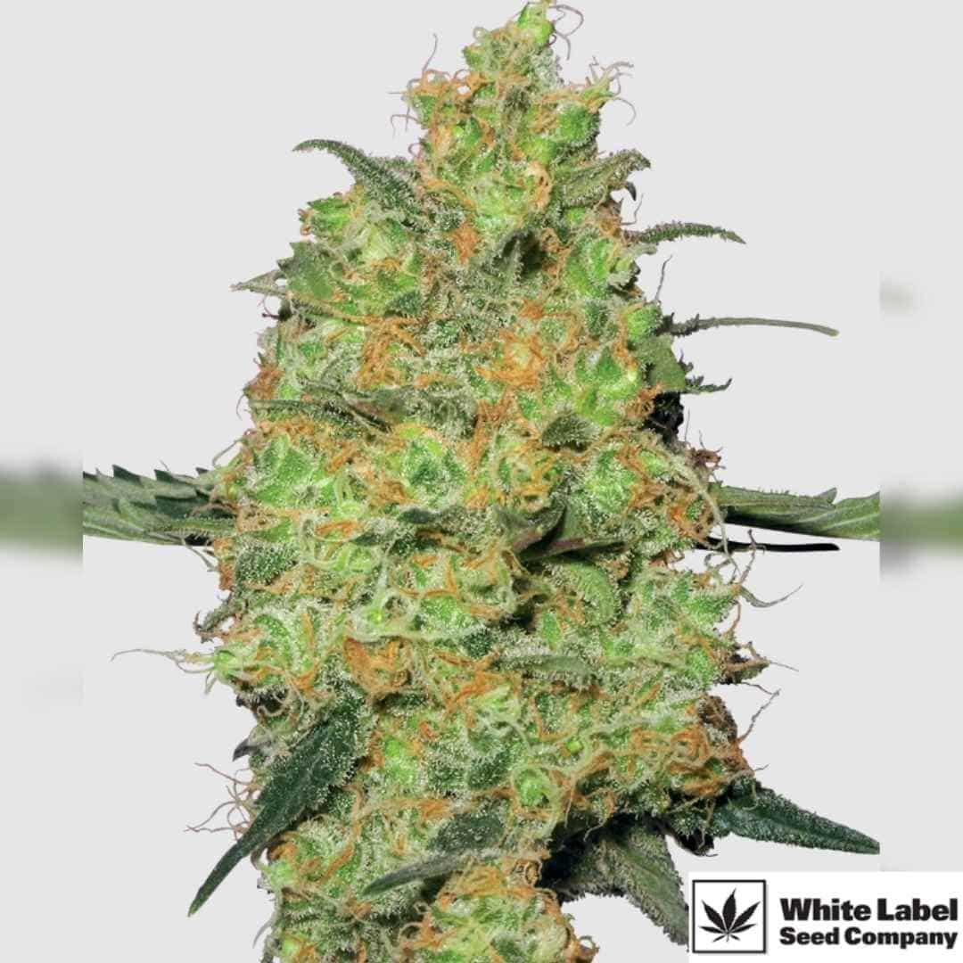Harzige Master Kush Blüte mit dichten, orangefarbenen Blütenhaaren und frostiger Trichomschicht