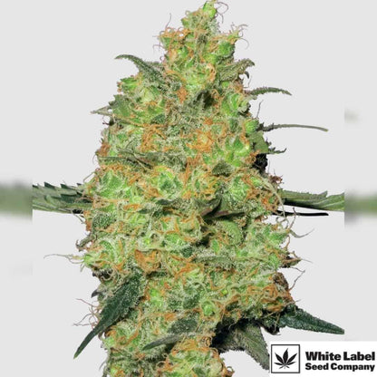 Harzige Master Kush Blüte mit dichten, orangefarbenen Blütenhaaren und frostiger Trichomschicht