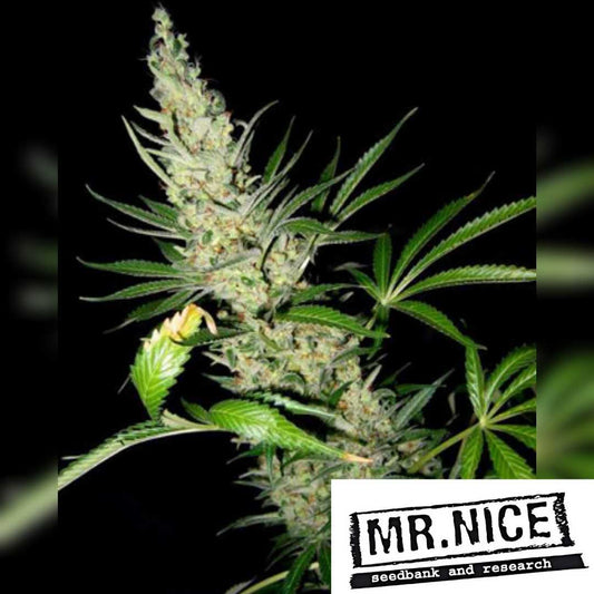 Masterkush x Skunk Pflanze mit dichten, harzreichen Buds und kräftigen grünen Blättern