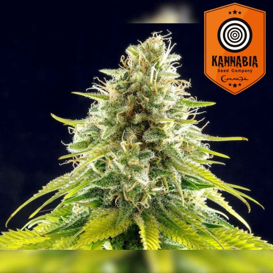 Mataro Blue Bud mit dichten Harztrichomen und orangefarbenen Blütenfäden