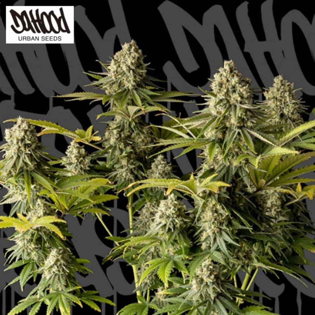 McFly Cannabispflanze mit dichten, harzigen Blüten und schmalen grünen Blättern