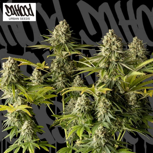 McFly Cannabispflanze mit dichten, harzigen Blüten und schmalen grünen Blättern