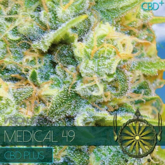 Medical 49 CBD von Vision Seeds mit kompakter harziger Cannabisblüte.