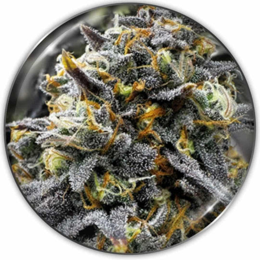 Jack La Mota Cannabisknospe mit dichter Struktur, leuchtend grünen Blüten und vielen orangefarbenen Härchen