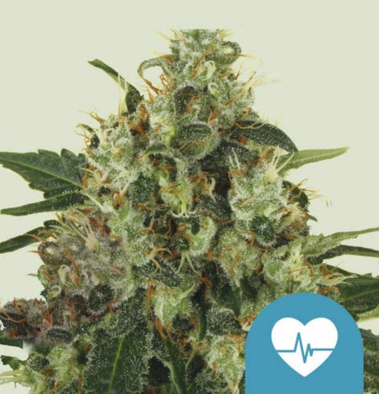 Harzreiche Medical Mass Blüte mit orangefarbenen Stigmen und frostigen Trichomen