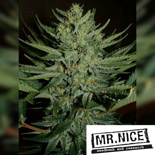 Dichte Medicine Man Blüte mit harzigen Trichomen und kräftigen grünen Blättern