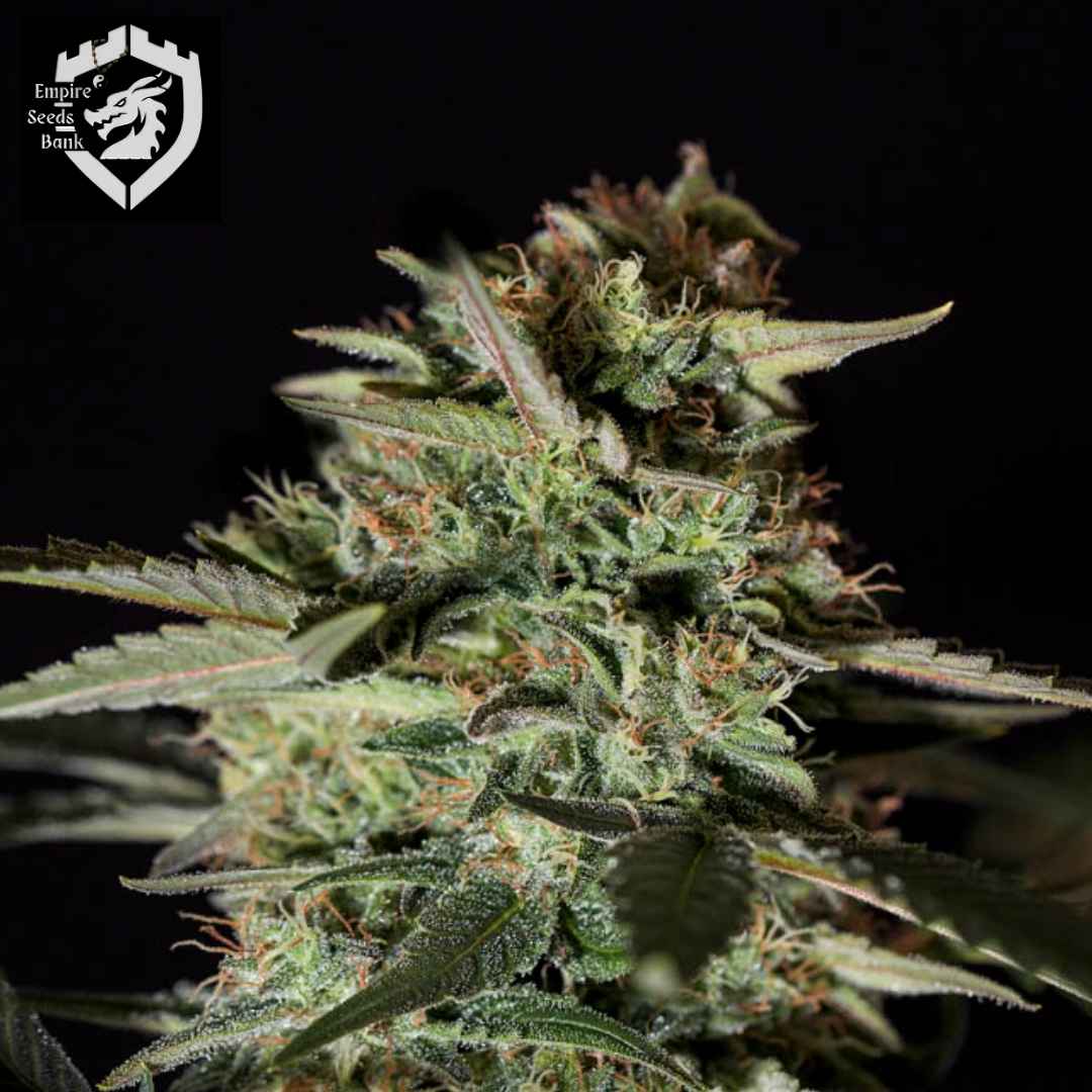 Medizinal CBD Cannabisblüte mit harzigen Trichomen, grünen Blättern und orangefarbenen Härchen