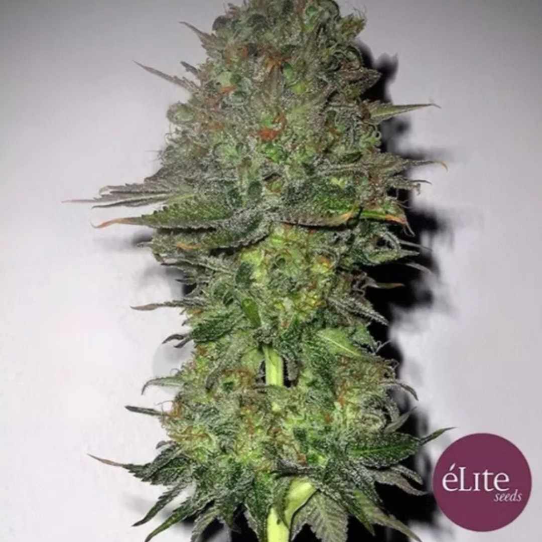 Meganuska Cannabisblüte mit dichten Trichomen, grünen Blättern und orangefarbenen Blütenfäden