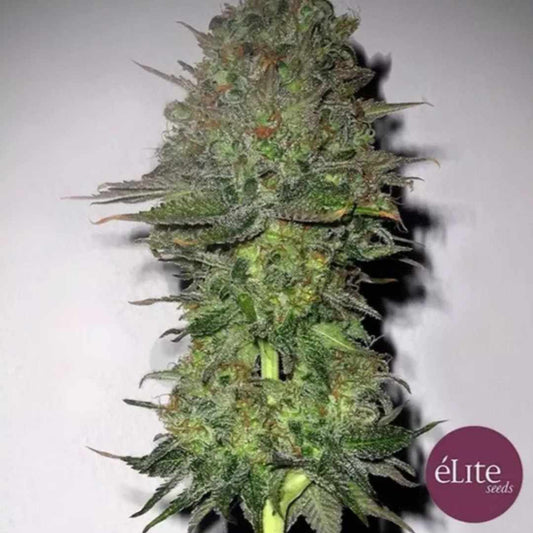 Meganuska Cannabisblüte mit dichten Trichomen, grünen Blättern und orangefarbenen Blütenfäden