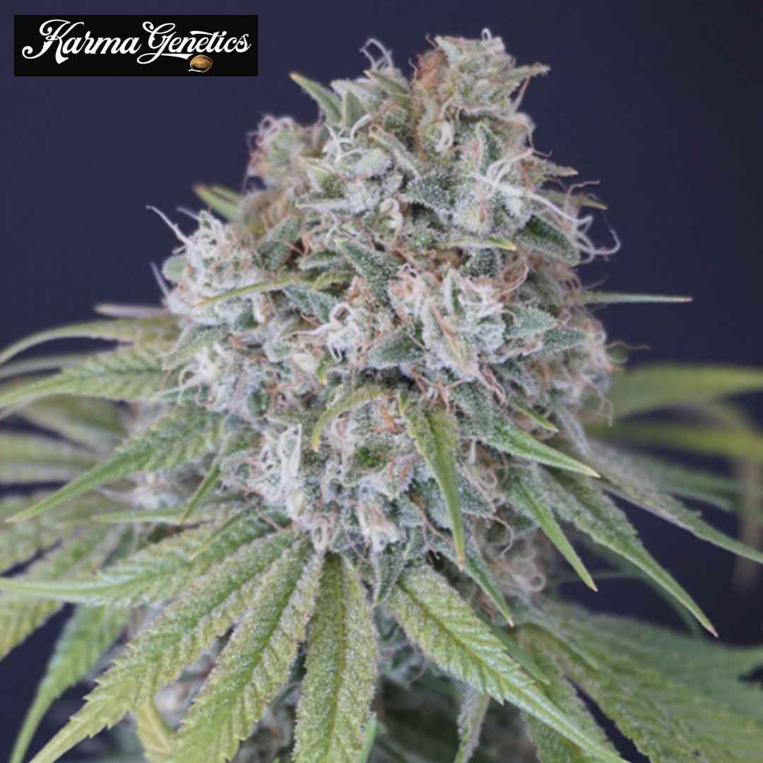Melon Cheddar Cannabisblüte mit frostigen Trichomen und grünen Blättern