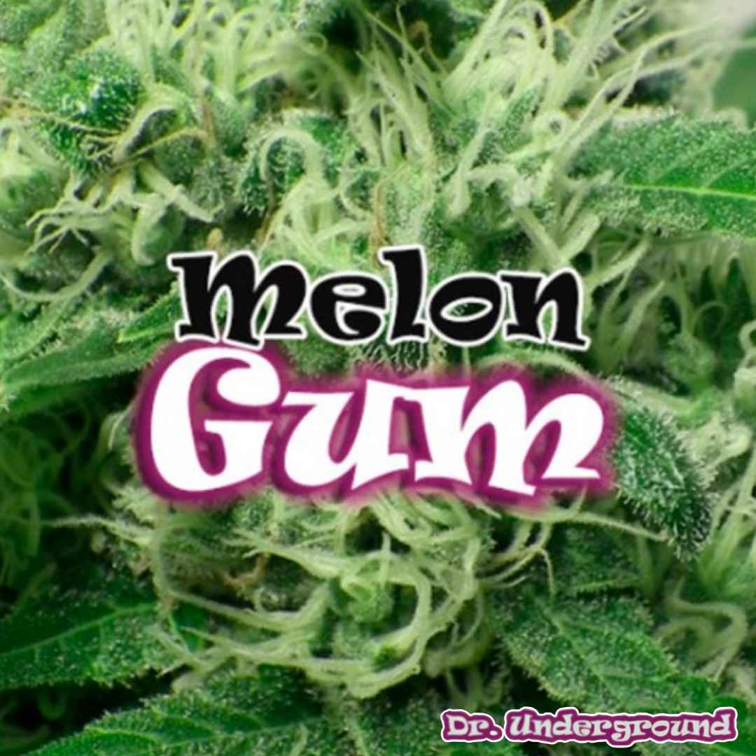Melon Gum Cannabisblüte mit dichten Trichomen und langen hellen Blütenfäden
