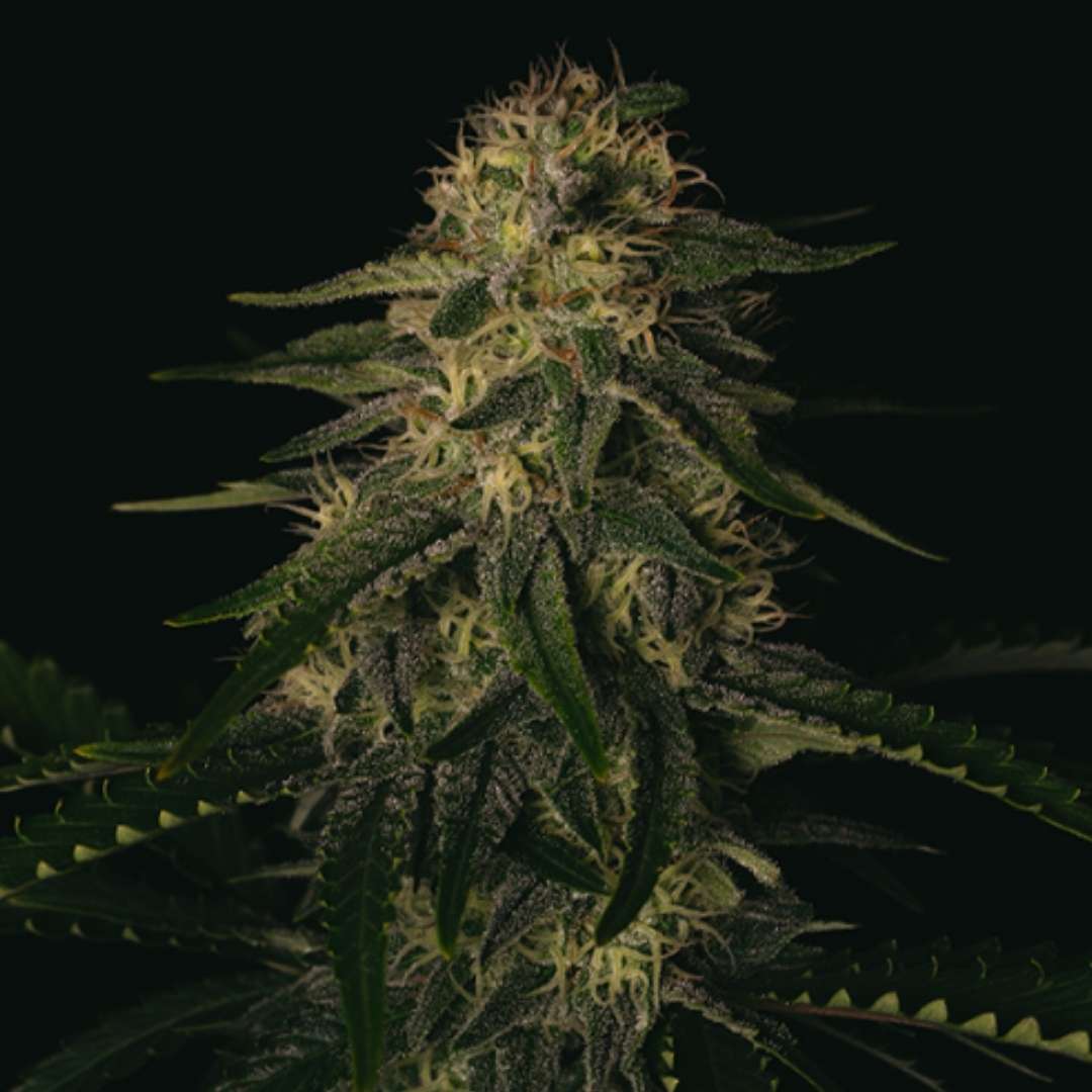 Melon Gum Cannabisblüte mit dichten Buds, vielen Trichomen und langen weißen Blütenfäden in der späten Blütephase