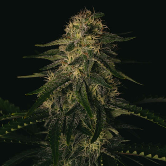 Melon Gum Cannabisblüte mit dichten Buds, vielen Trichomen und langen weißen Blütenfäden in der späten Blütephase