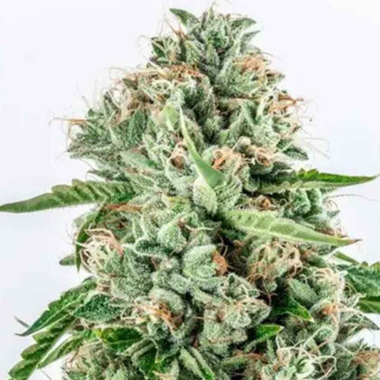 Melon Gum von Vision Seeds mit dichter grüner Cannabisblüte und sichtbaren Trichomen.