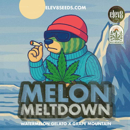 Melon Meltdown Artwork mit Cartoon-Bär, der einen Joint hält und das Strain-Logo präsentiert