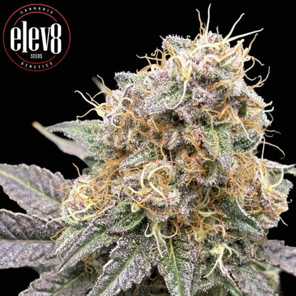 Melon Meltdown Blüte mit dichten Trichomen und violett-grünen Nuancen aus der Elev8 Genetik