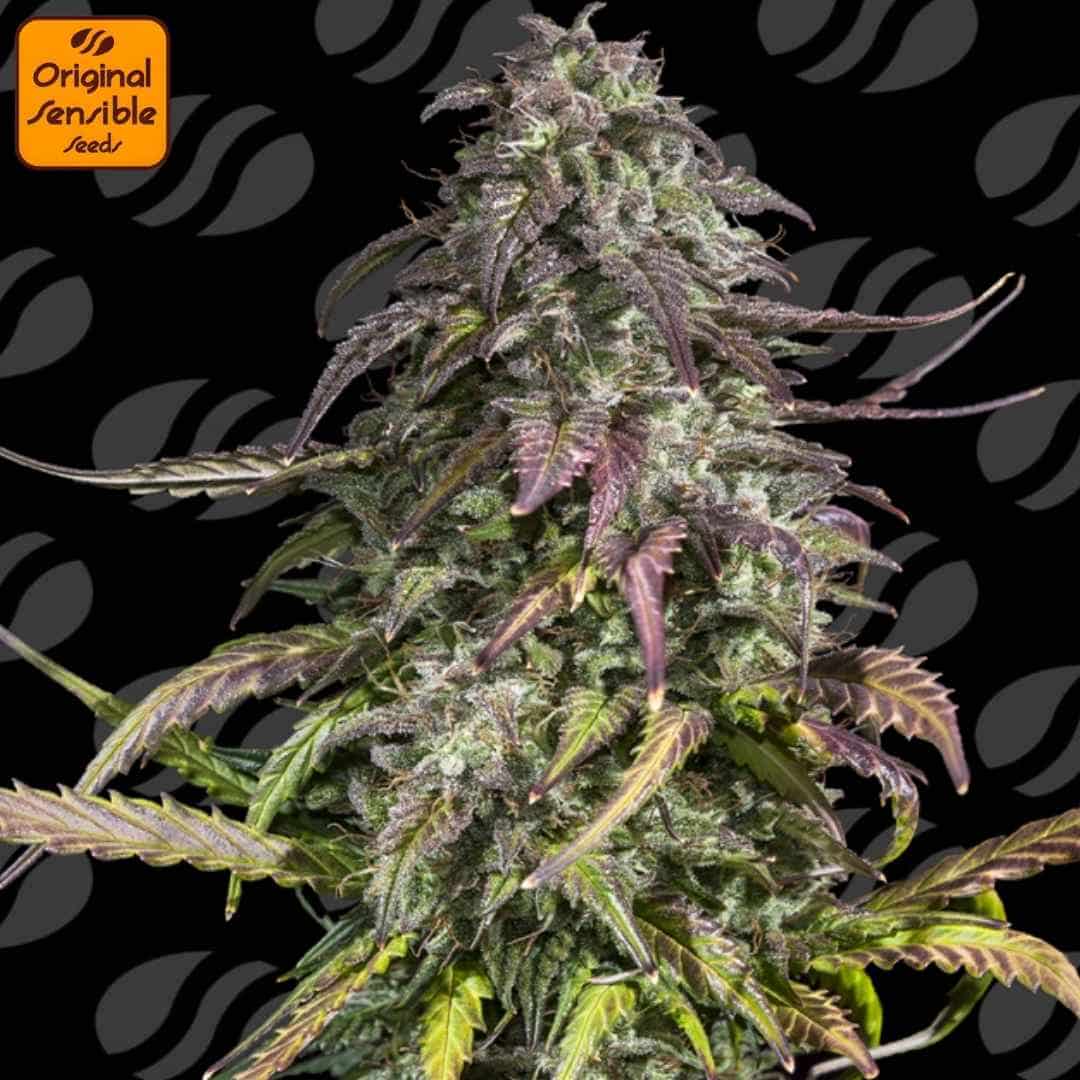 Melon Mosh Auto mit kompakter Hauptcola, dichten harzigen Blüten und violett-grünen Blättern in fortgeschrittener Blüte