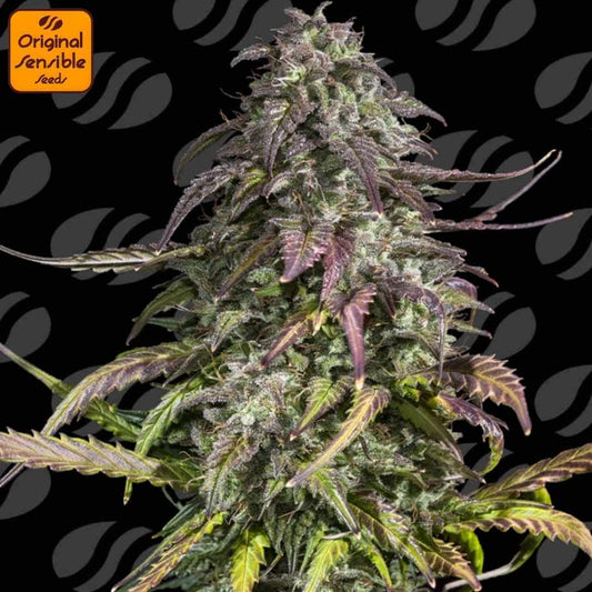 Melon Mosh Auto mit kompakter Hauptcola, dichten harzigen Blüten und violett-grünen Blättern in fortgeschrittener Blüte