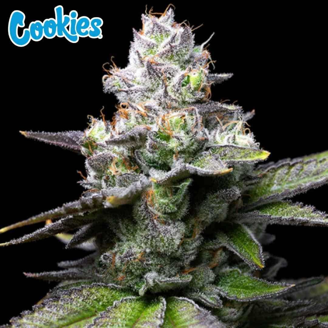 Melted Scoopz Cannabisblüte mit dichten, harzigen Buds und orangefarbenen Stempeln