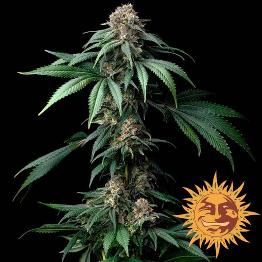 Mendo Breath Pflanze mit dichten Harzknospen und kräftigen Blütenständen von Barney’s Farm.