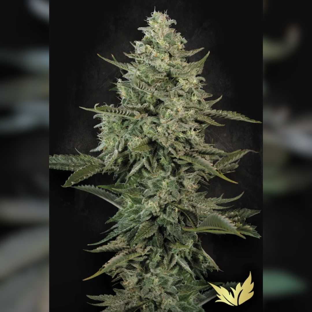 Dichte Mendo Creme Pflanze mit harzigen Blüten und kräftigen grünen Blättern in voller Blüte.