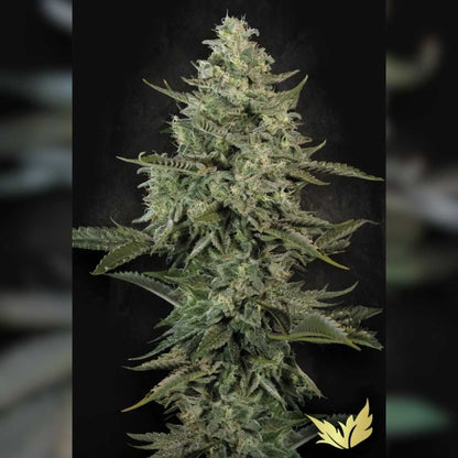 Dichte Mendo Creme Pflanze mit harzigen Blüten und kräftigen grünen Blättern in voller Blüte.