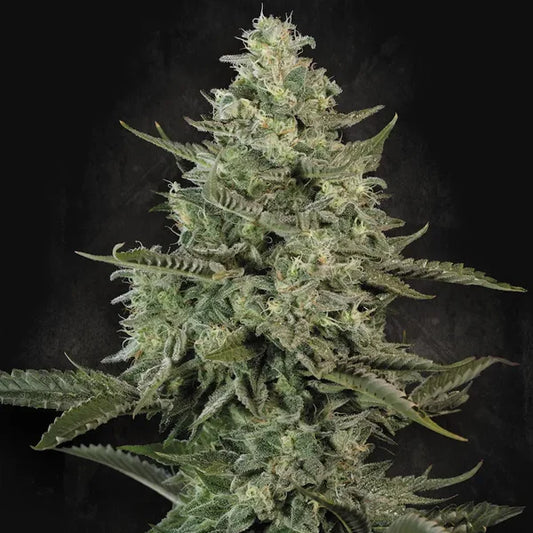 Mendo Crème (Paradise Seeds) Feminisiert