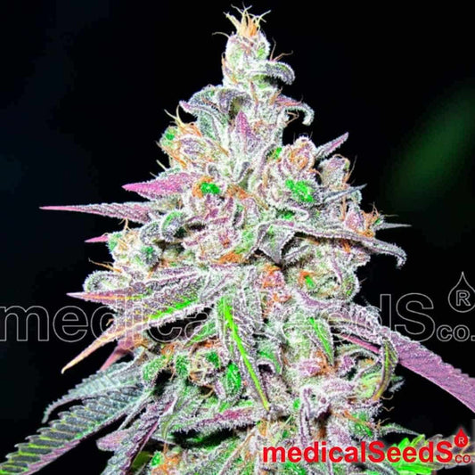 Harzige Hauptblüte von Mendocino Chanel Kush mit violetten Blättern, dichten Buds und reifen Trichomen