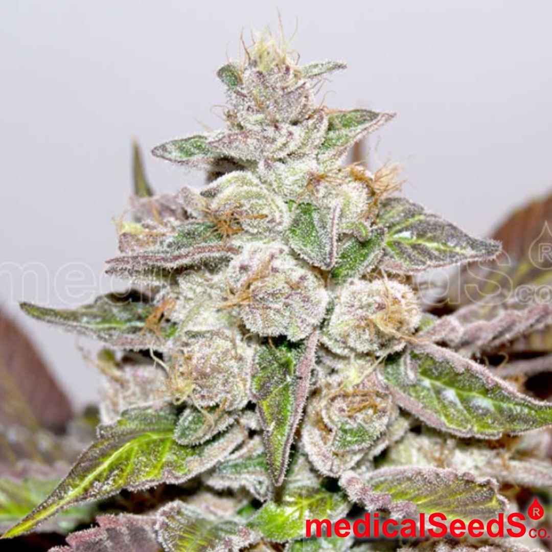 Mendocino Purple Kush Blüte mit dichten, harzigen Buds, violetten Nuancen und orangefarbenen Stempeln