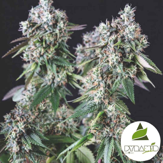 Mendocino Purple Kush mit harzigen Blüten, violettgrünen Tönen und dichter Trichomschicht