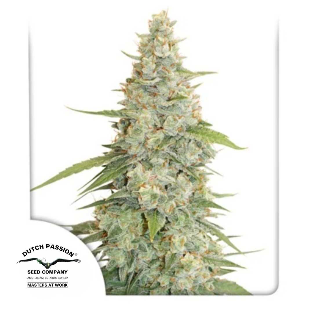 Meringue Cannabisblüte mit dichten Harztrichomen und orangen Blütenstempeln