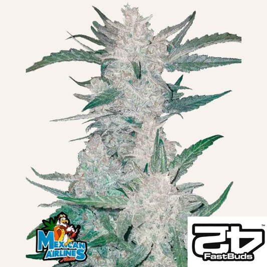 Mexican Airlines Auto Pflanze mit dichten, harzüberzogenen Buds und kräftigen grünen Blättern