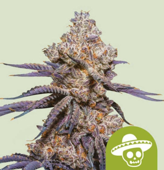 Nahaufnahme einer dichten, harzigen Blüte der Sorte Mexican Rush Auto mit violetten Zuckerblättern.