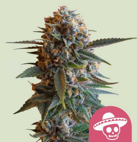 Mexican Rush Cannabispflanze mit dichten, harzreichen Blüten und orangefarbenen Härchen, typisch für die Sorte.