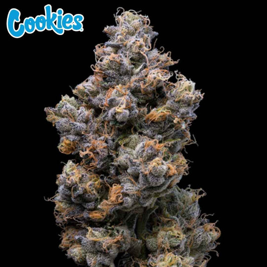 Miami Yayo dichte Cannabisblüte mit starken Trichomen und orangefarbenen Härchen