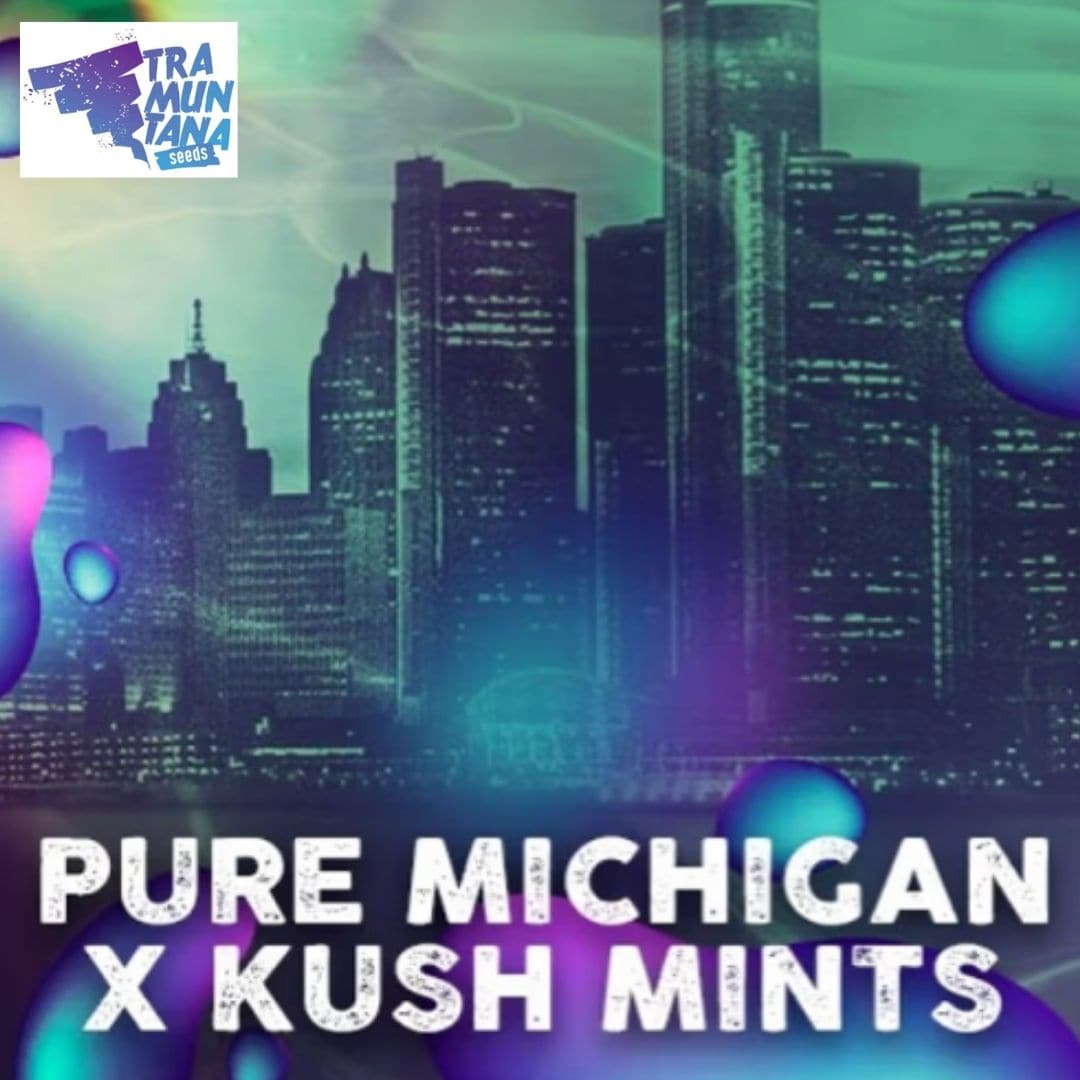 Michigan Mints Motiv mit nächtlicher Skyline und dem Schriftzug Pure Michigan x Kush Mints.