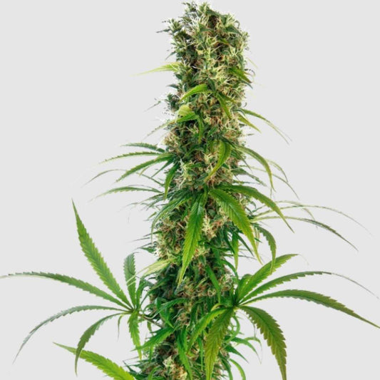 Michka-Hanfpflanze mit dichten, harzigen Blütenkolben und schmalen Fächerblättern