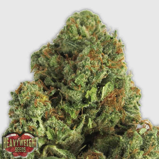 Midnight Mass Cannabis Blüte mit dichten grünen Buds und orangefarbenen Härchen, stark mit Harz überzogen