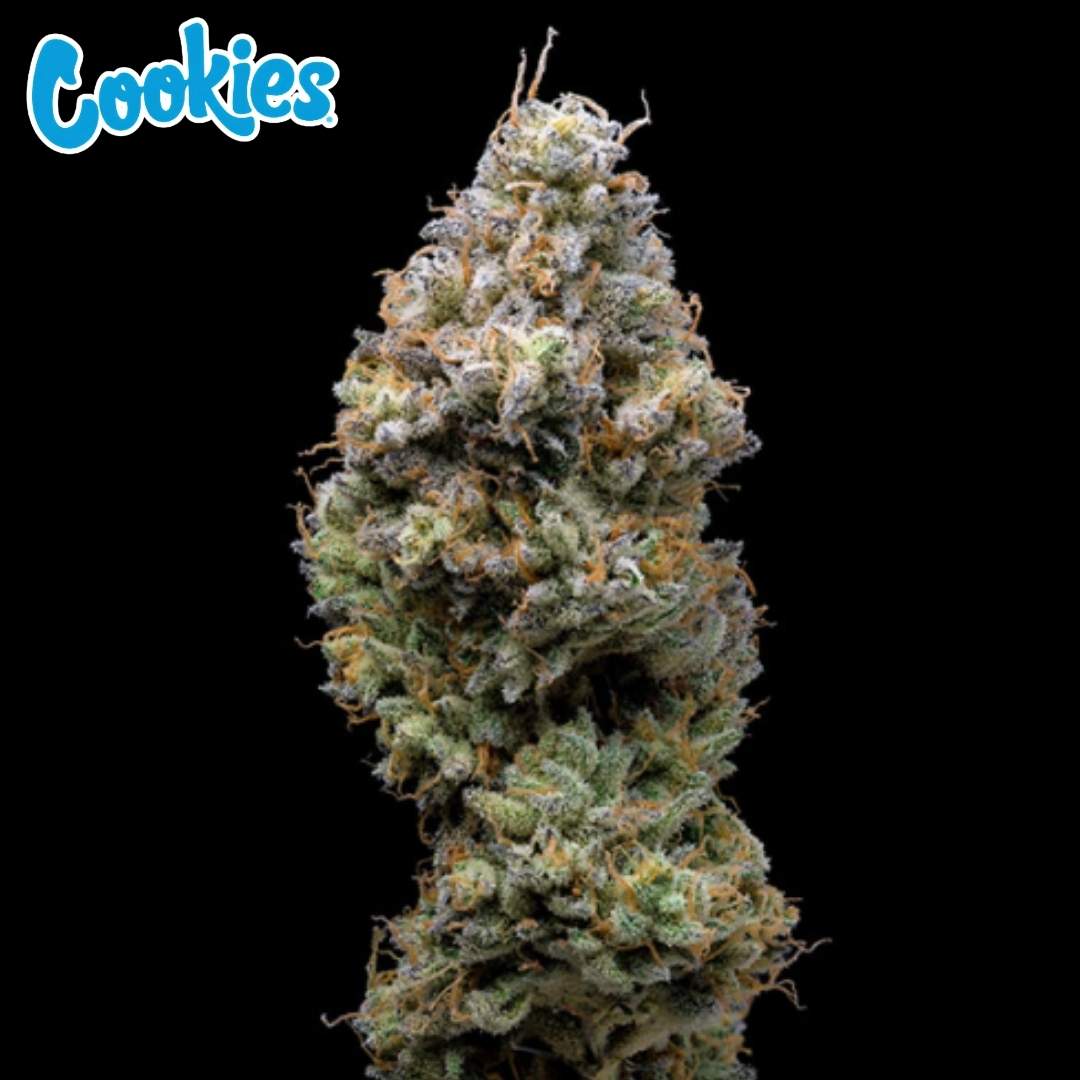 Miklo Cannabisblüte mit dichter Struktur, vielen Trichomen und orangefarbenen Härchen