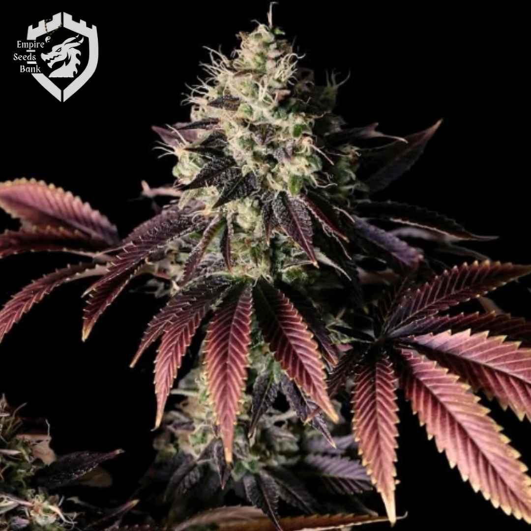 Millionaire Mindset Cannabisblüte mit violetten Blättern und dichter Harzschicht