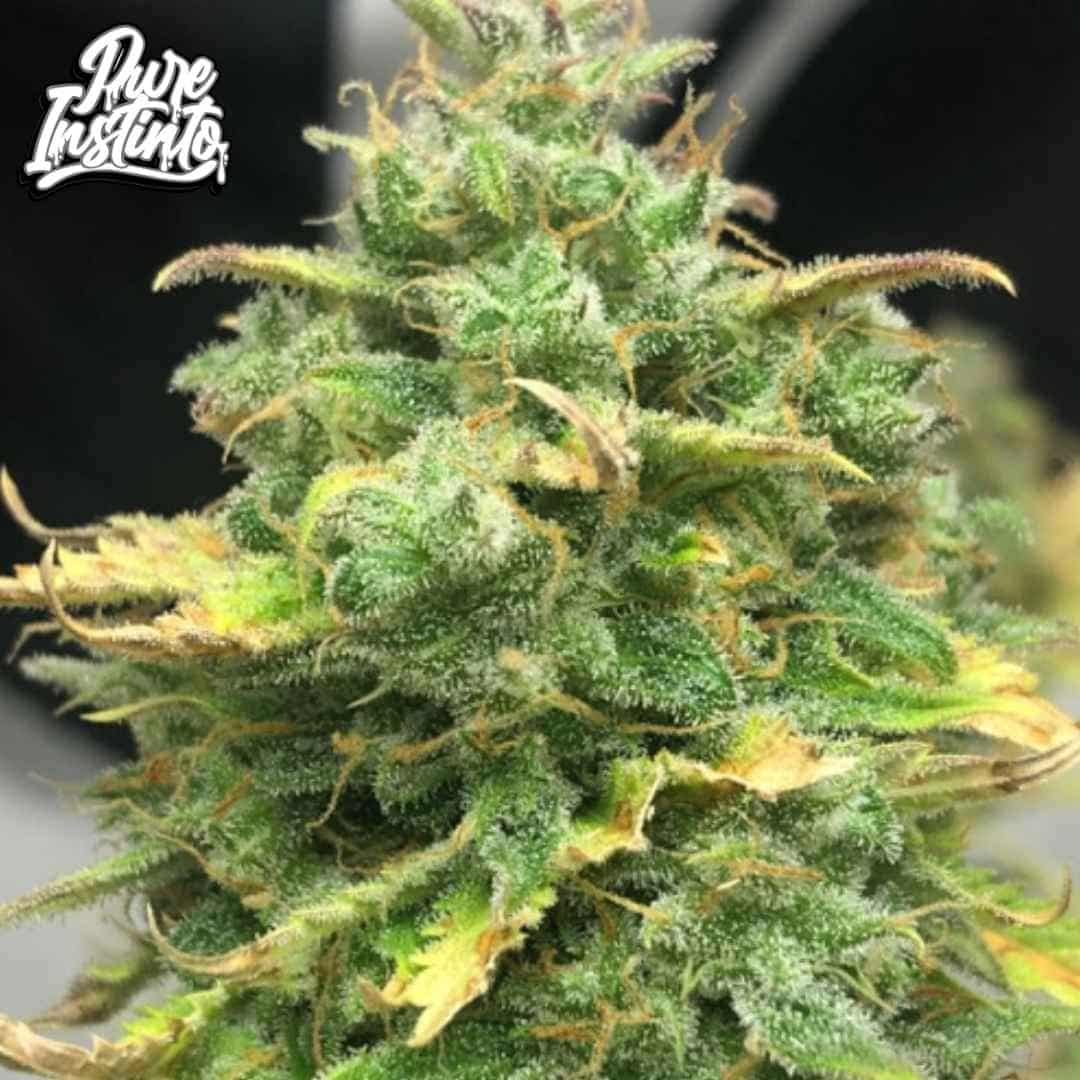 Mimosa Cake Auto Blüte mit dichten, harzigen Buds und orangefarbenen Pistillen