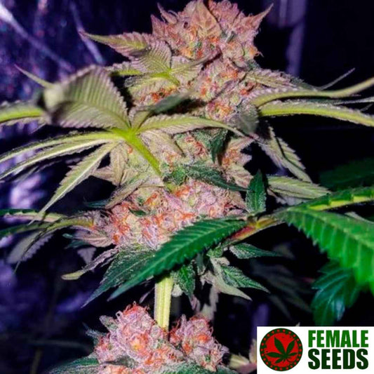 Mimosa Champagne (Female Seeds) Feminisiert