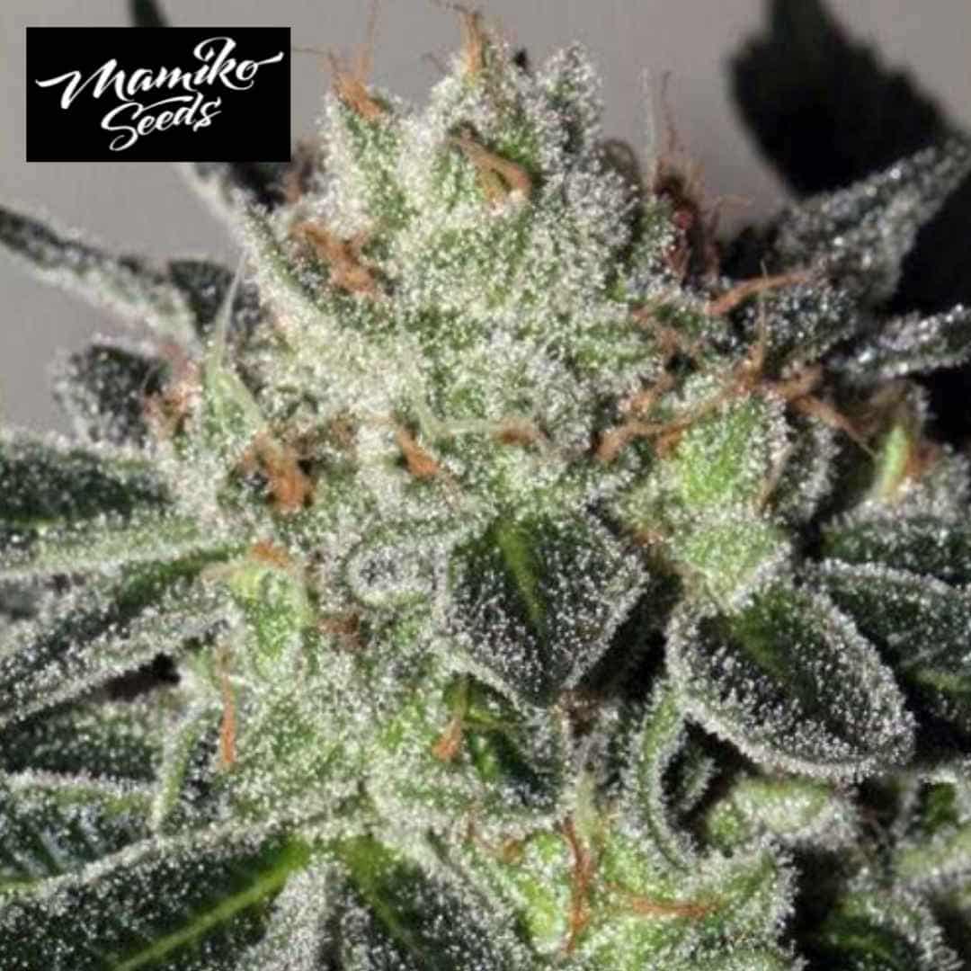 Mimosa Cookies Cannabisblüte mit dichten Trichomen und orangefarbenen Blütenfäden